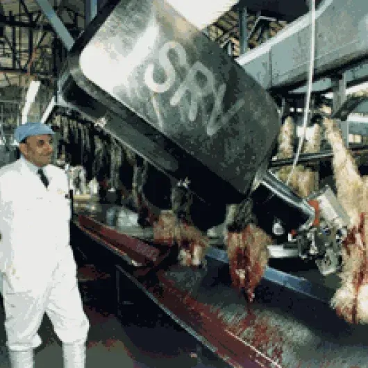 Sheep Y-Cutting Robots